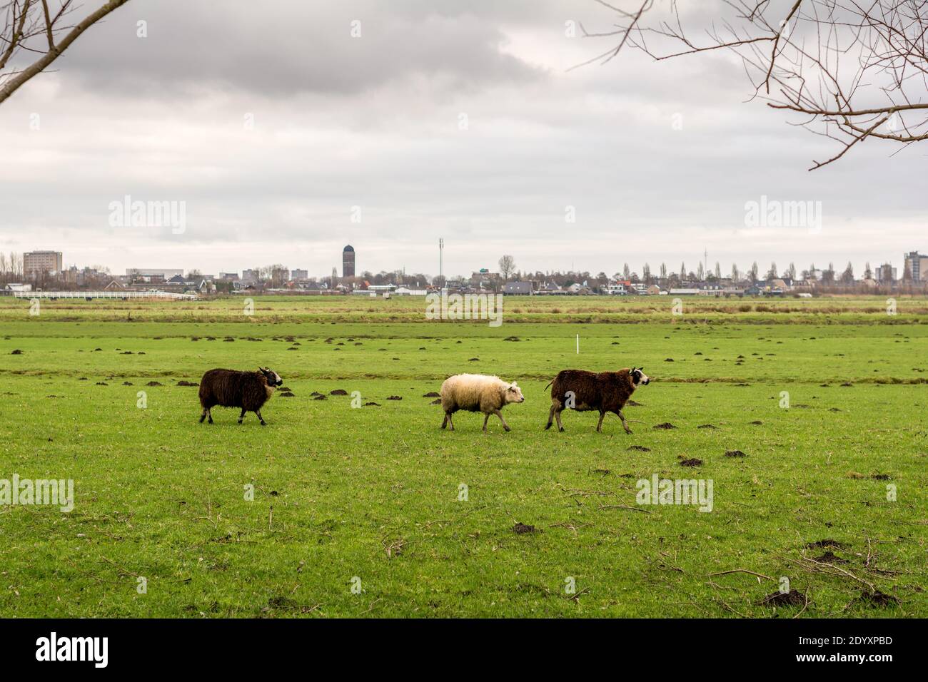 Grünland Stockfoto