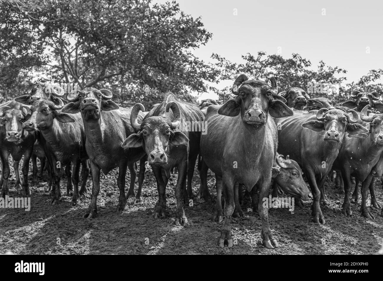 Rinderherde starrt Fotografen an, Sri Lanka Stockfoto