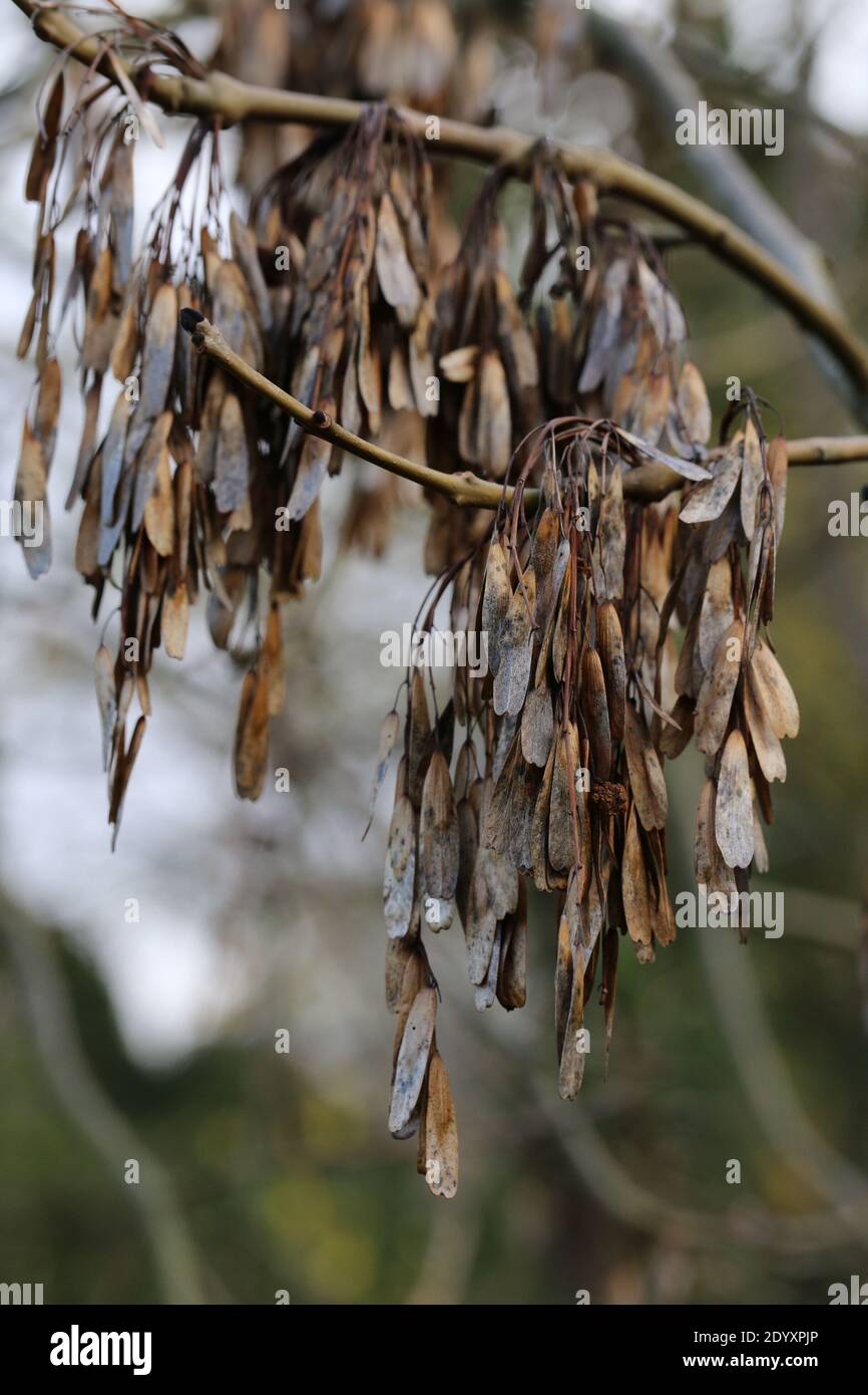 Vielfalt der verschiedenen Baumarten, viel variantenreiche Textur aus Baumstamm, Rinde und Blättern. Aug.-Nov 2020 Stockfoto