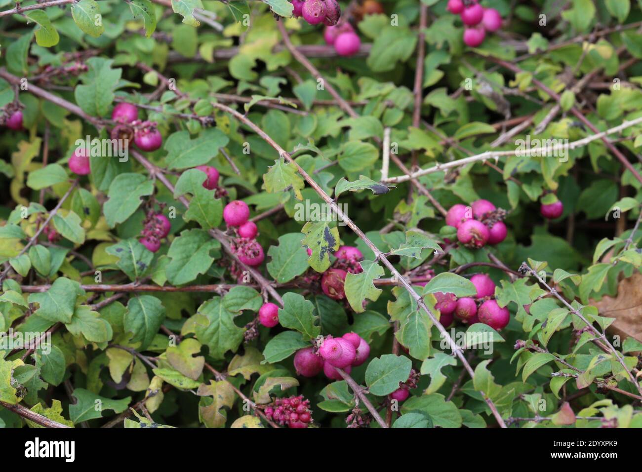 Natürliche Wildfund, Pflanzen, Blätter, Beeren, Blumen und Baumschutt aus der Zeit von Aug-Nov 2020 während der letzten und Ende der Blütezeit. Stockfoto