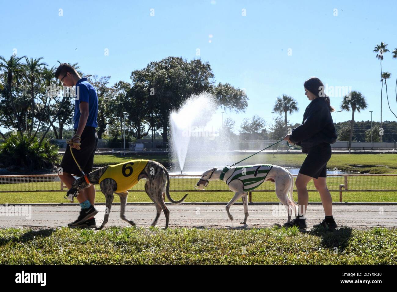 St. Petersburg, Usa. Dezember 2020. Hundeführer laufen vor einem Rennen im Endprogramm der Windhundrennen auf der Derby Lane, der ältesten ununterbrochen laufenden Windhundrennbahn der Vereinigten Staaten, Windhunde zur Startbox. Im Jahr 2018, Florida Wähler genehmigt eine Verfassungsänderung, die Wetten auf Windhunde ab 31. Dezember 2020 verboten. Das letzte Rennen im Bundesstaat wird am Silvesterabend im Palm Beach Kennel Club stattfinden. Kredit: SOPA Images Limited/Alamy Live Nachrichten Stockfoto