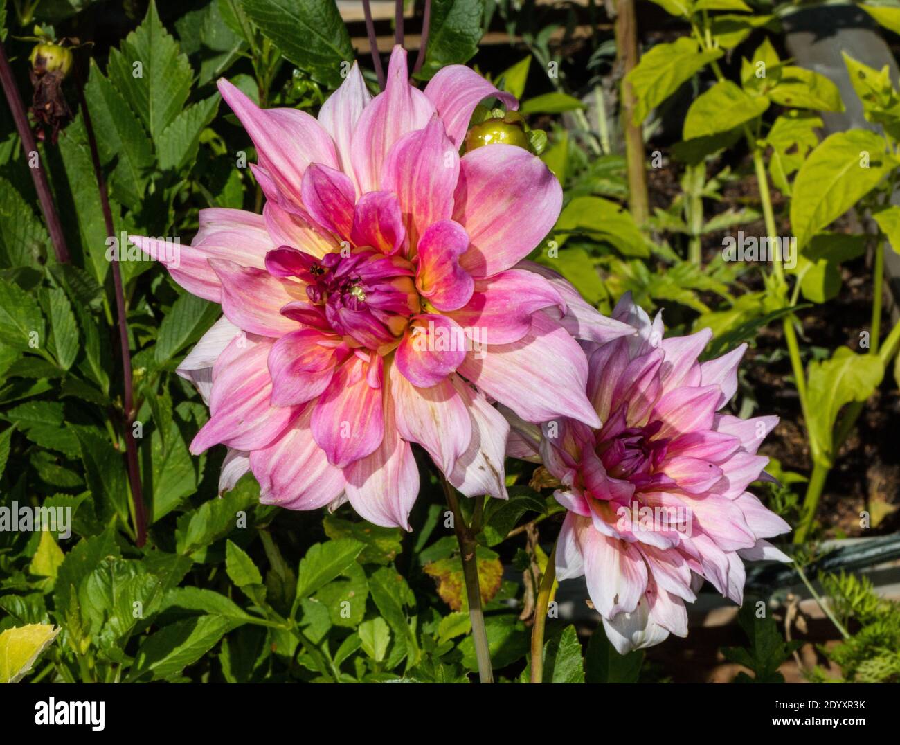 'Otto's Thrill' formell Dekorative Dahlia, Dekorativdahlia (Dahlia x hortensis) Stockfoto