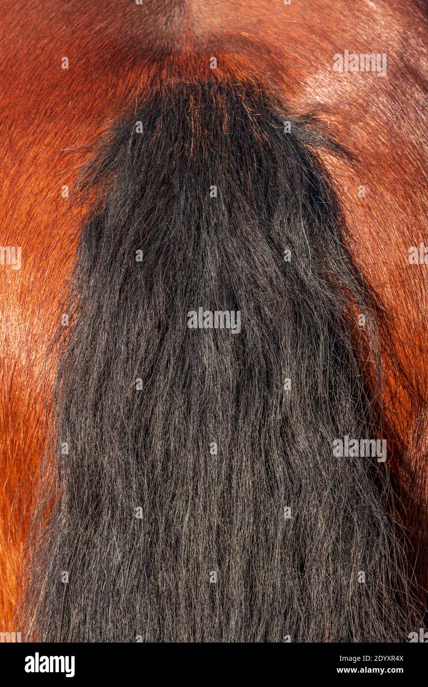 Der Schwanz EINES Bay Horse zeigt den schwarzen Schwanz an einem reichen roten Körper. Stockfoto