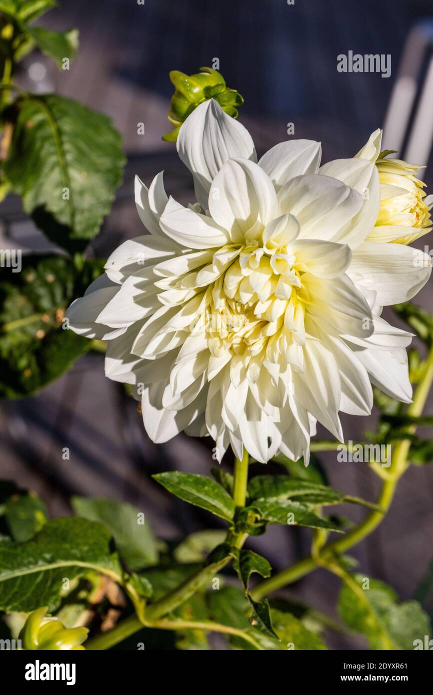 'White Perfection' formell Decorative Dahlia, Dekorativdahlia (Dahlia x Hortensis) Stockfoto