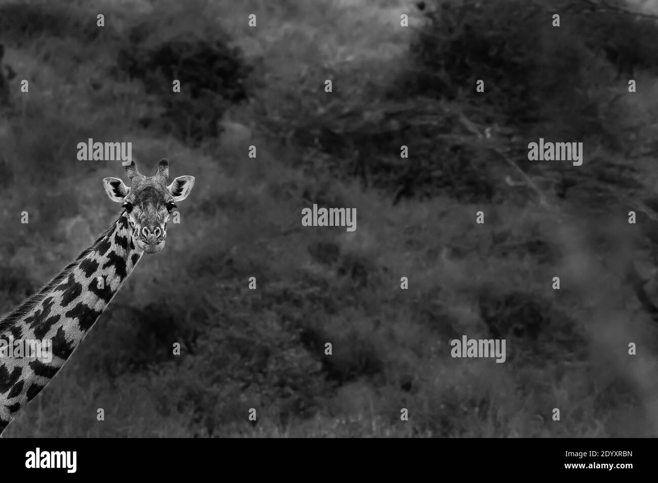 Schwarz-Weiß-Giraffenportrait, Nairobi National Park, Kenia Stockfoto