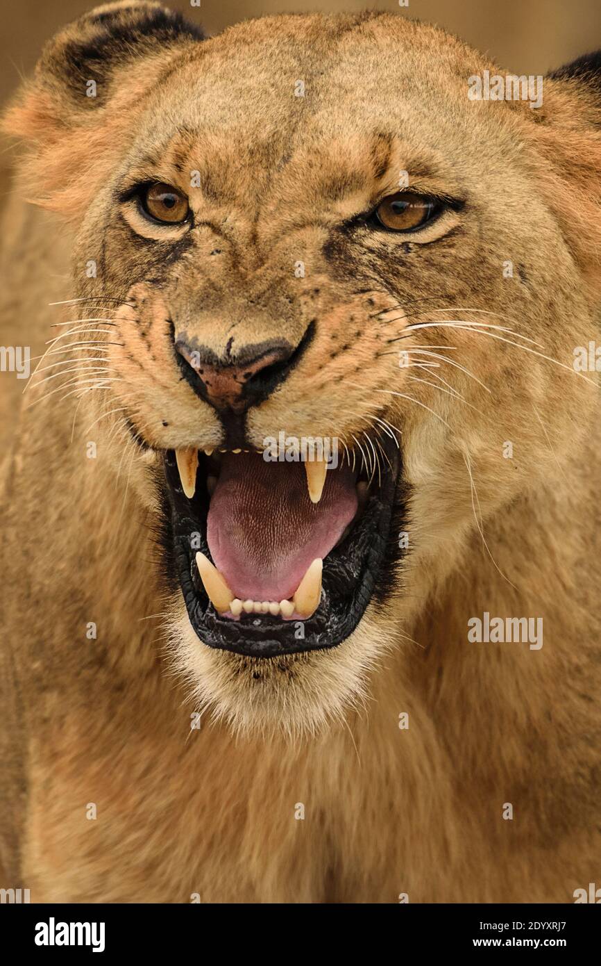 Nahaufnahme eines brüllenden Löwinnen, Nairobi National Park, Kenia Stockfoto