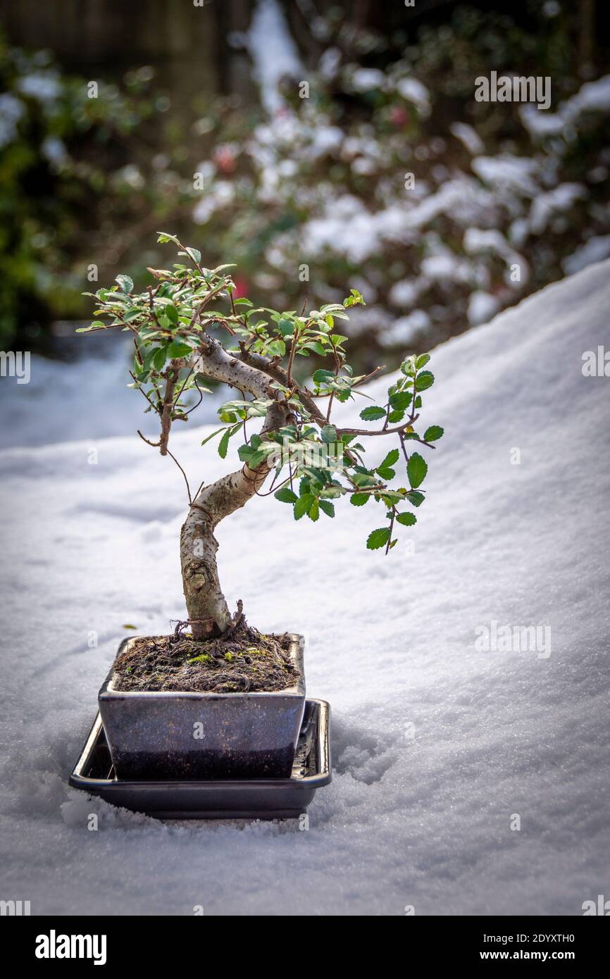 Bonsai, Ulmus parvifolia, allgemein bekannt als die chinesische Ulme oder Lacebinke Ulme. Aufgenommen vor einem Schneehintergrund Stockfoto