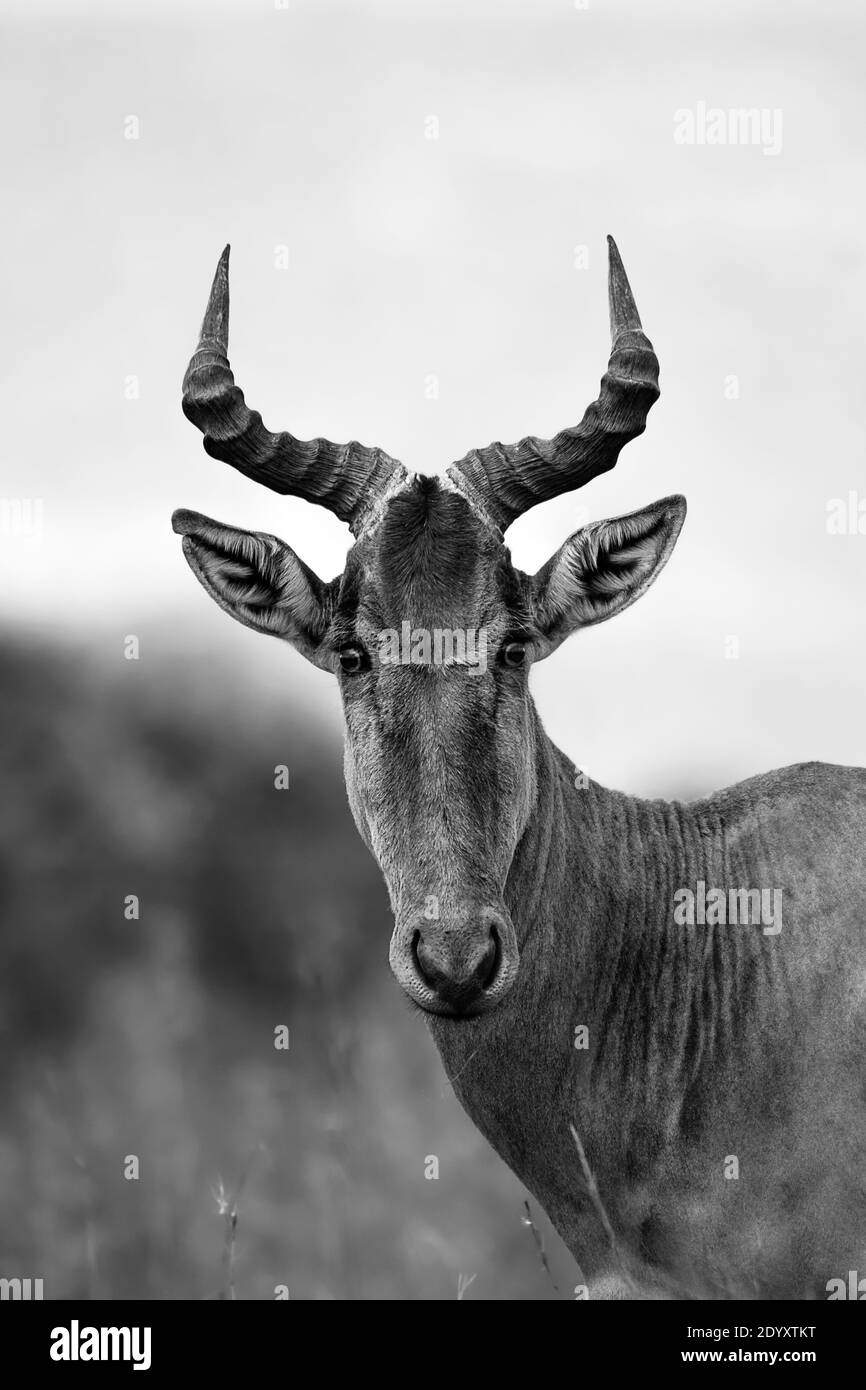 Schwarz-Weiß-Hartebeest-Porträt, Nairobi National Park, Kenia Stockfoto