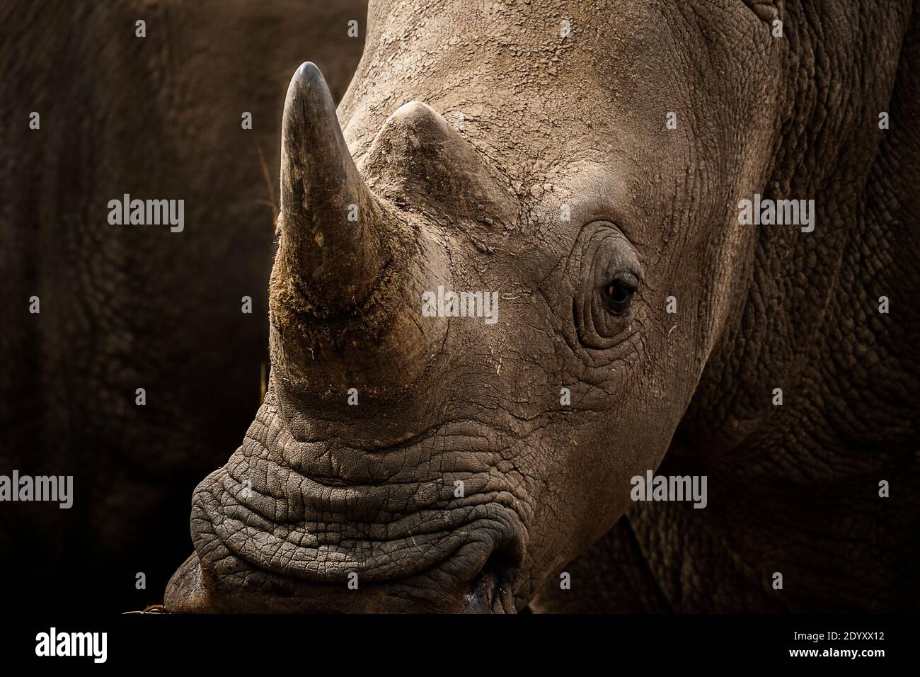 Weißes Nashorn-Porträt, Nairobi-Nationalpark, Kenia Stockfoto