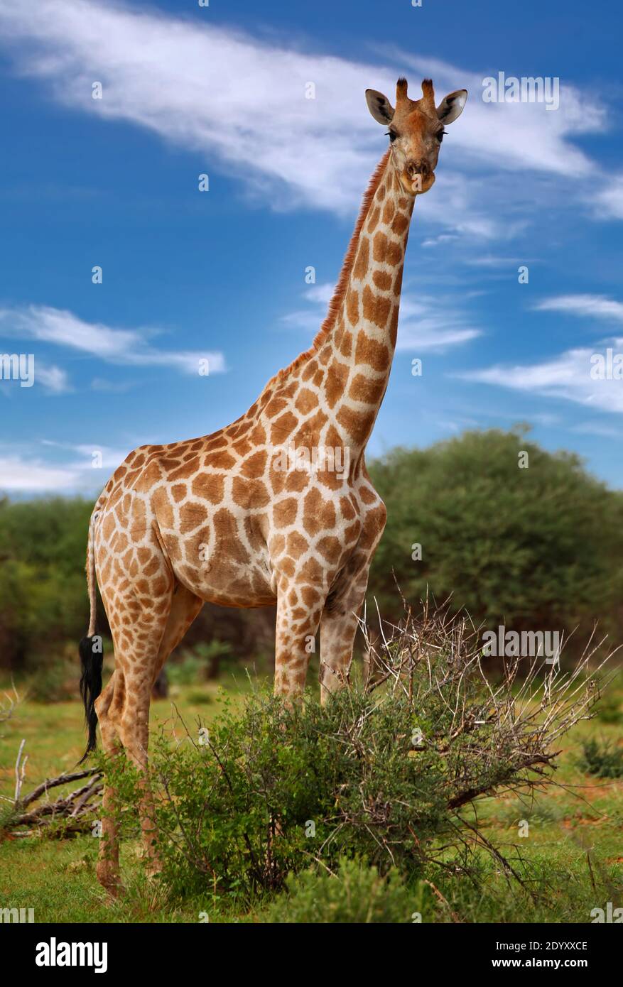 Giraffe, Etosha Park, Namibia Stockfoto
