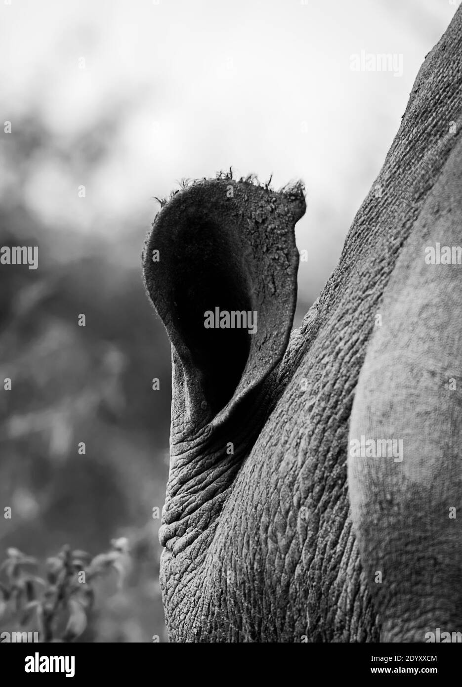 Rhino Ear, Nairobi National Park, Kenia Stockfoto