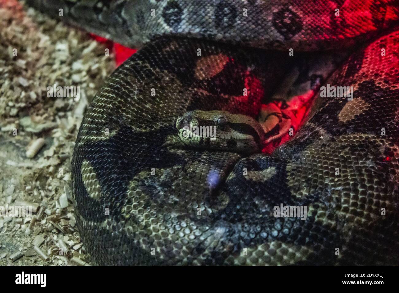 Schlangen unter dem Licht, Schlangennest. Hochwertige Fotos Stockfoto