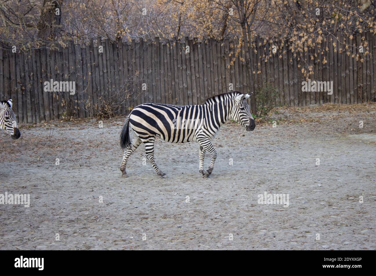 Zebras spazieren ruhig um den Zoo. Hochwertige Fotos Stockfoto
