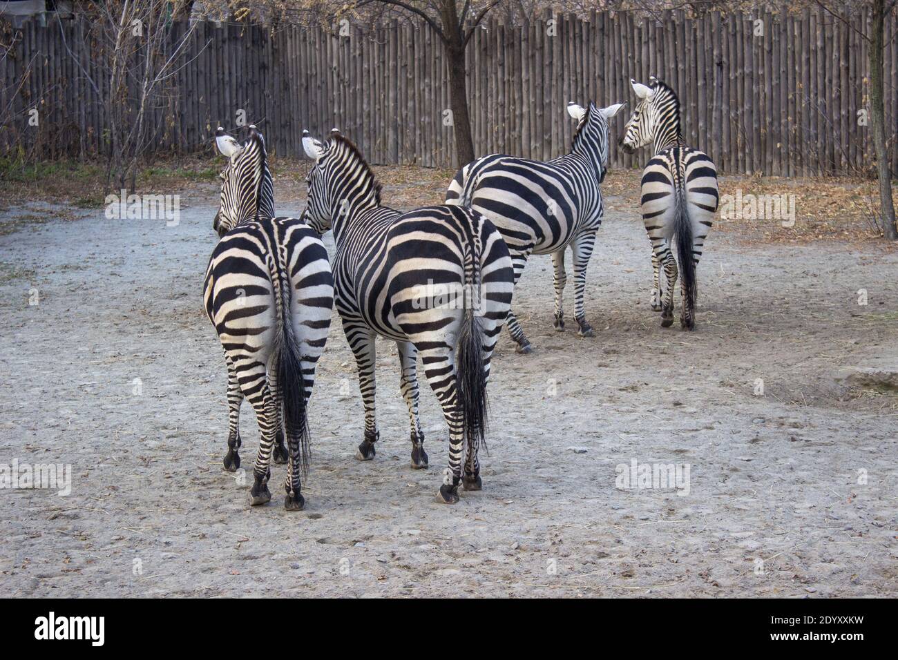 Zebras spazieren ruhig um den Zoo. Hochwertige Fotos Stockfoto