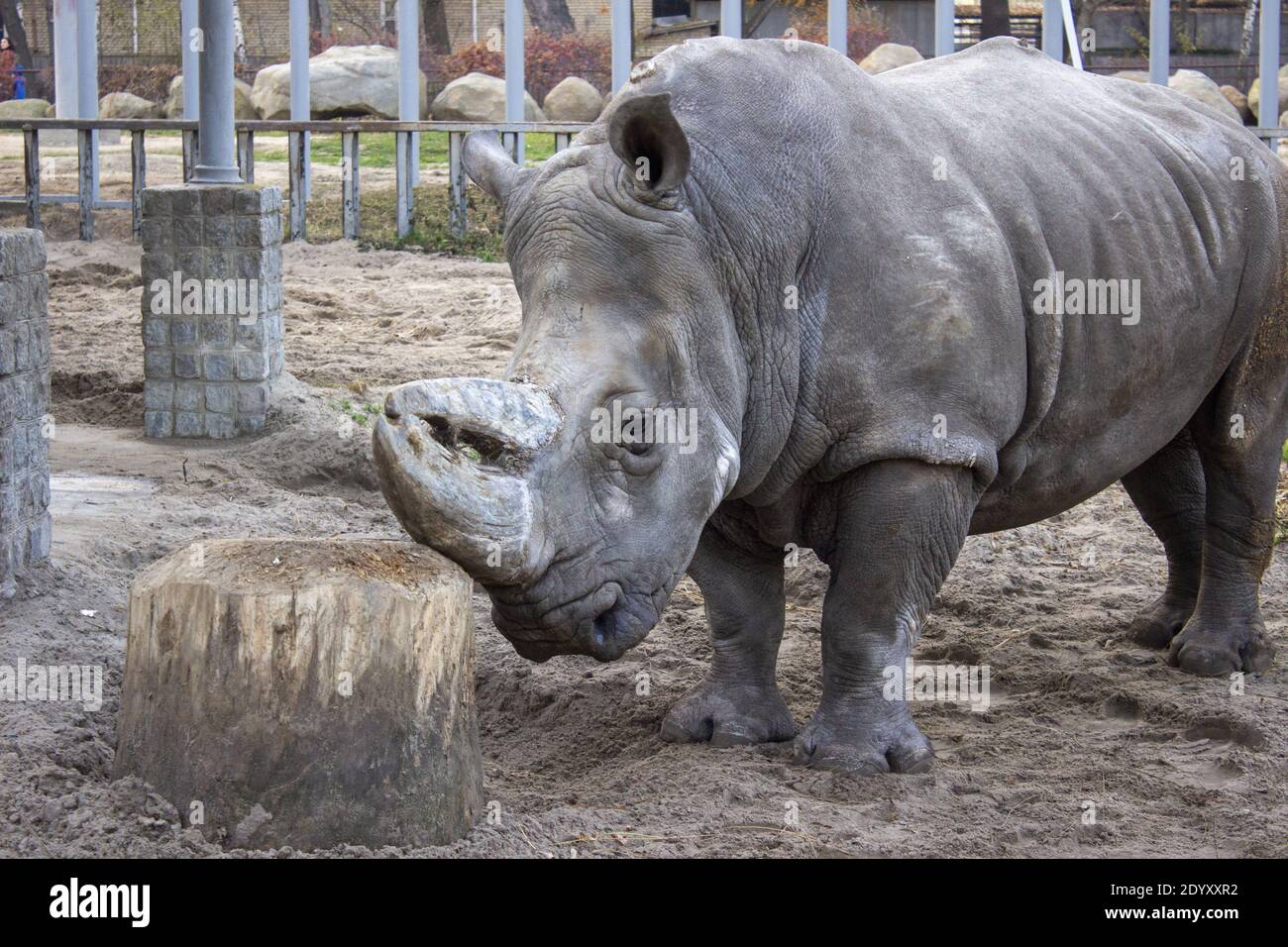 Rhino reibt sein Horn gegen einen Baumstumpf. Hochwertige Fotos Stockfoto