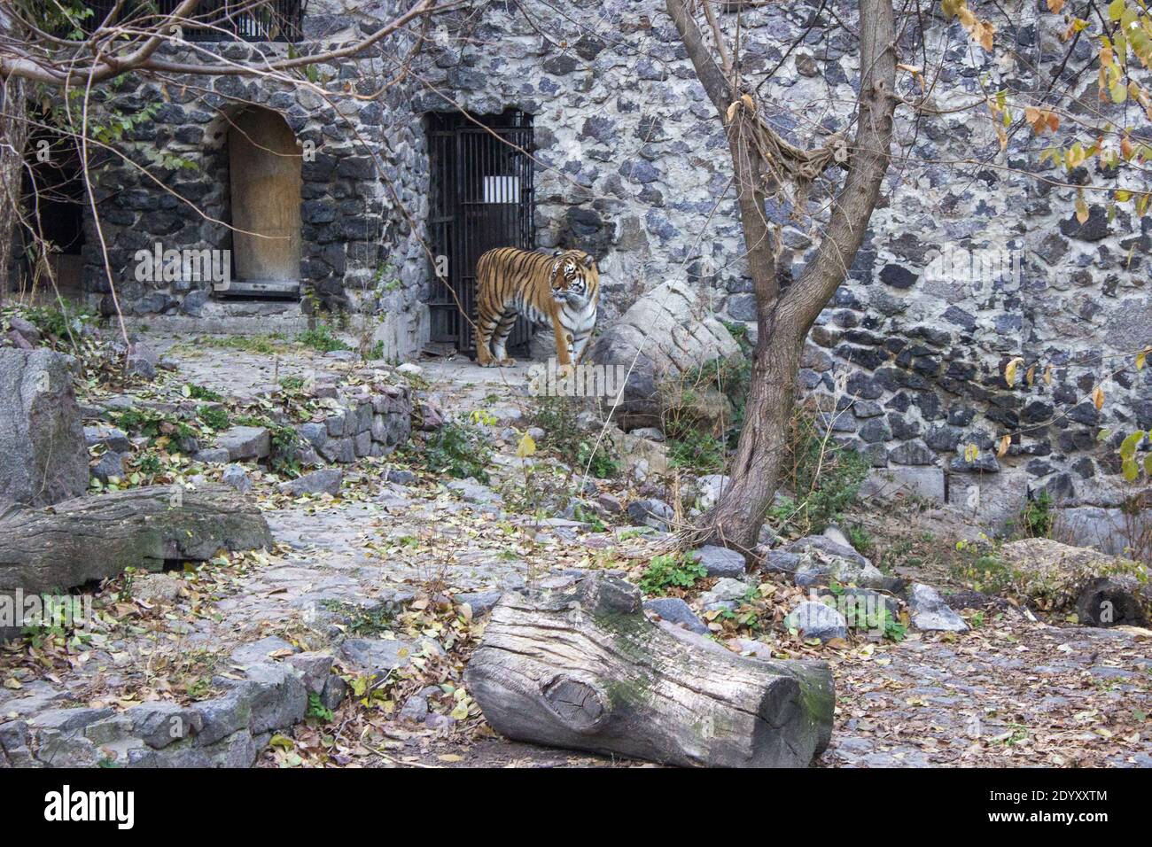 Der Tiger geht ruhig zu, zwischen Beton und Pflanzen. Hochwertige Fotos Stockfoto