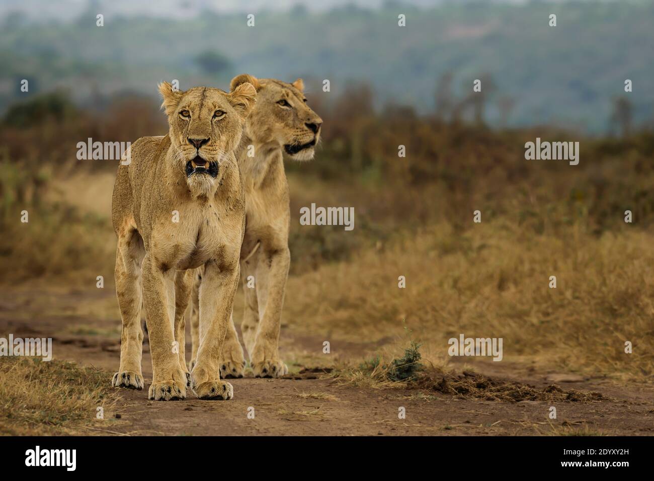 Porträt von Löwinnen, Nairobi National Park, Kenia Stockfoto