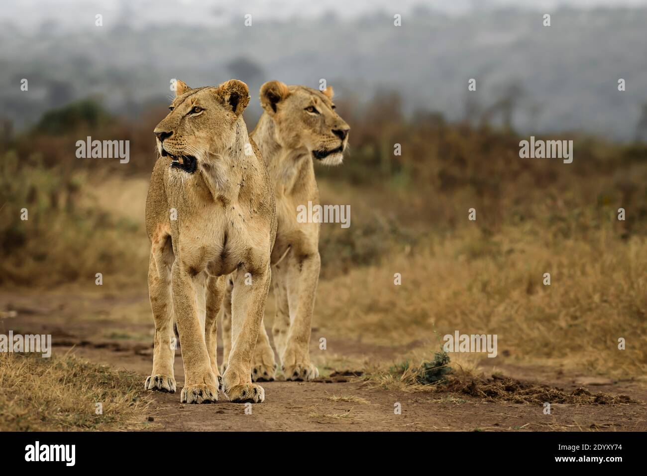 Porträt von Löwinnen auf dem Aussichtspunkt, Nairobi National Park, Kenia Stockfoto
