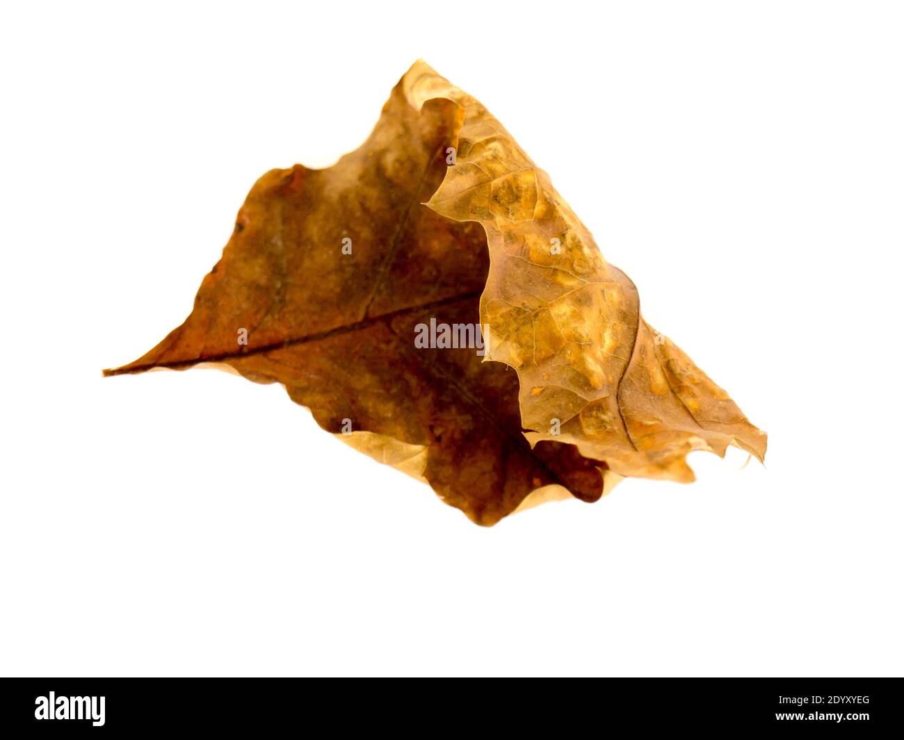 Die Eiche Blatt isoliert auf einem weißen Hintergrund. Stockfoto