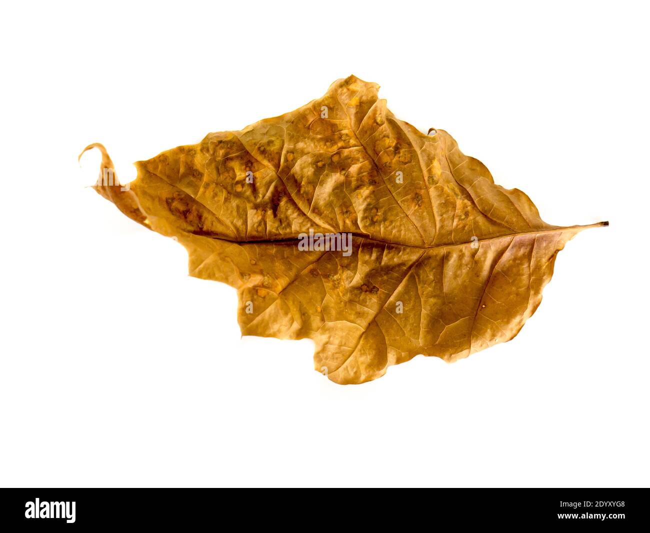 Die Eiche Blatt isoliert auf einem weißen Hintergrund. Stockfoto