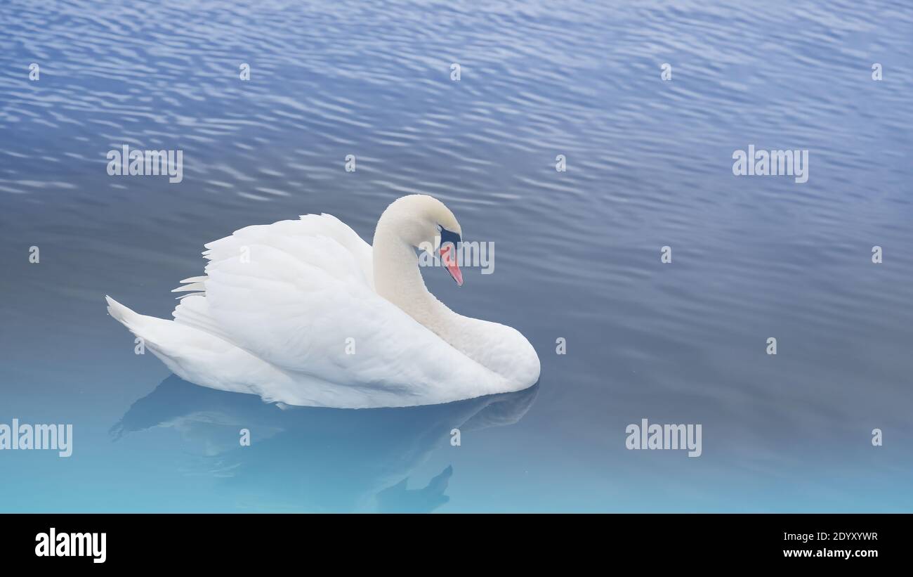 Ein weißer Schwan schläft ruhig vor dem Hintergrund des hellblauen Wassers. Stockfoto