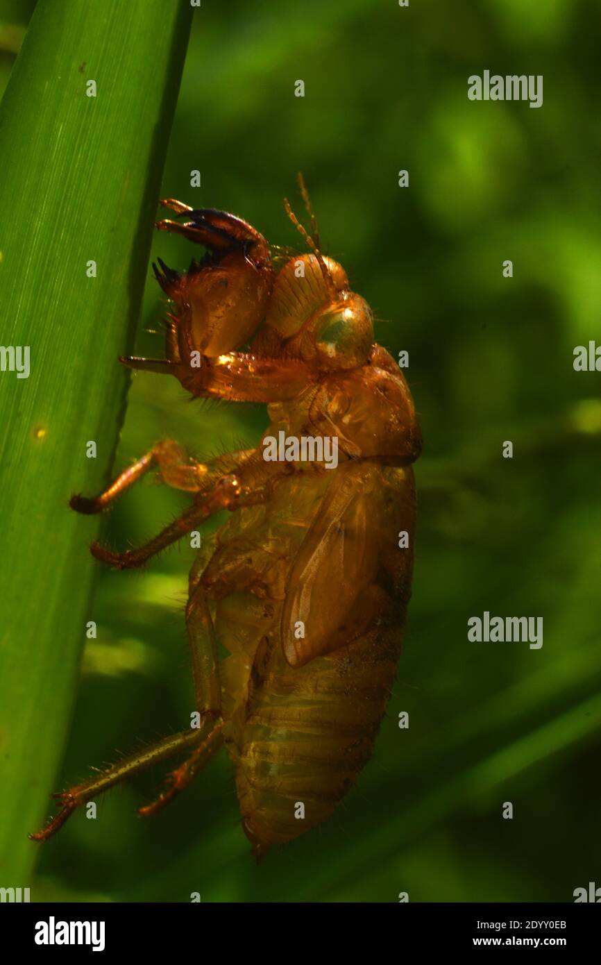 Cicada-Exoskelett. Hautschuppen. Exuviae. Stockfoto
