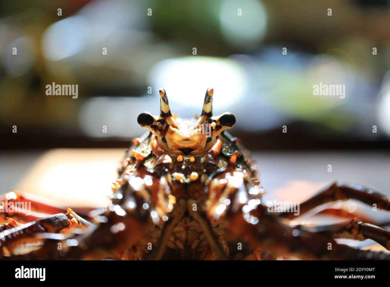 westlicher Hummer auf dem Tisch Stockfoto