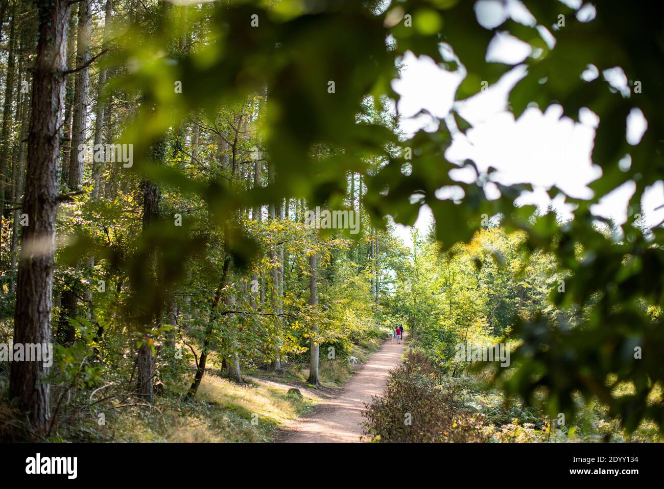 Gesamtansicht des Beechenhurst Forest im Wald von Dean, Gloucestershire, Großbritannien Stockfoto