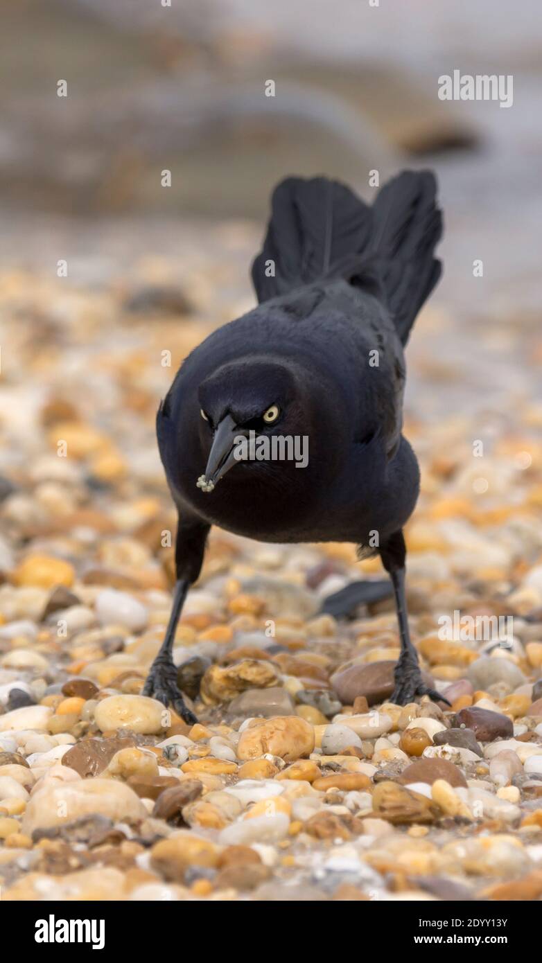 Boottailed Grackle am Strand, Delaware Bay, Delaware, USA Stockfoto