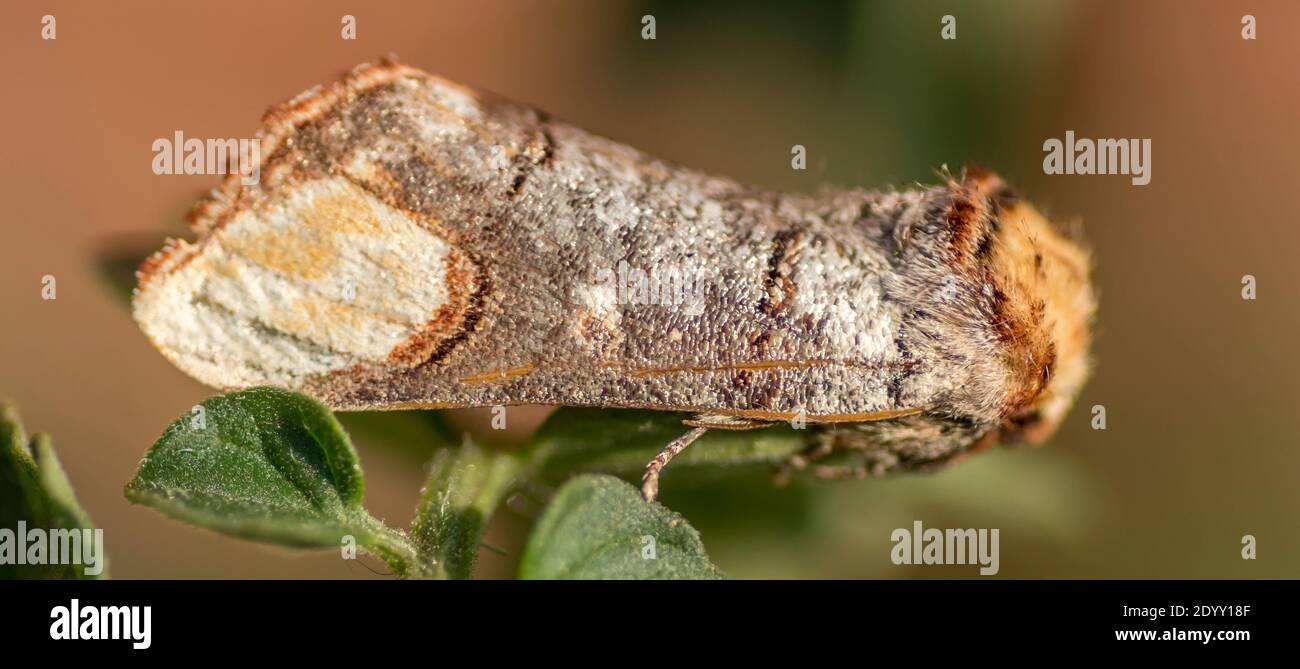 Buff-Tip Motte, Shipdham, Norfolk, England Stockfoto