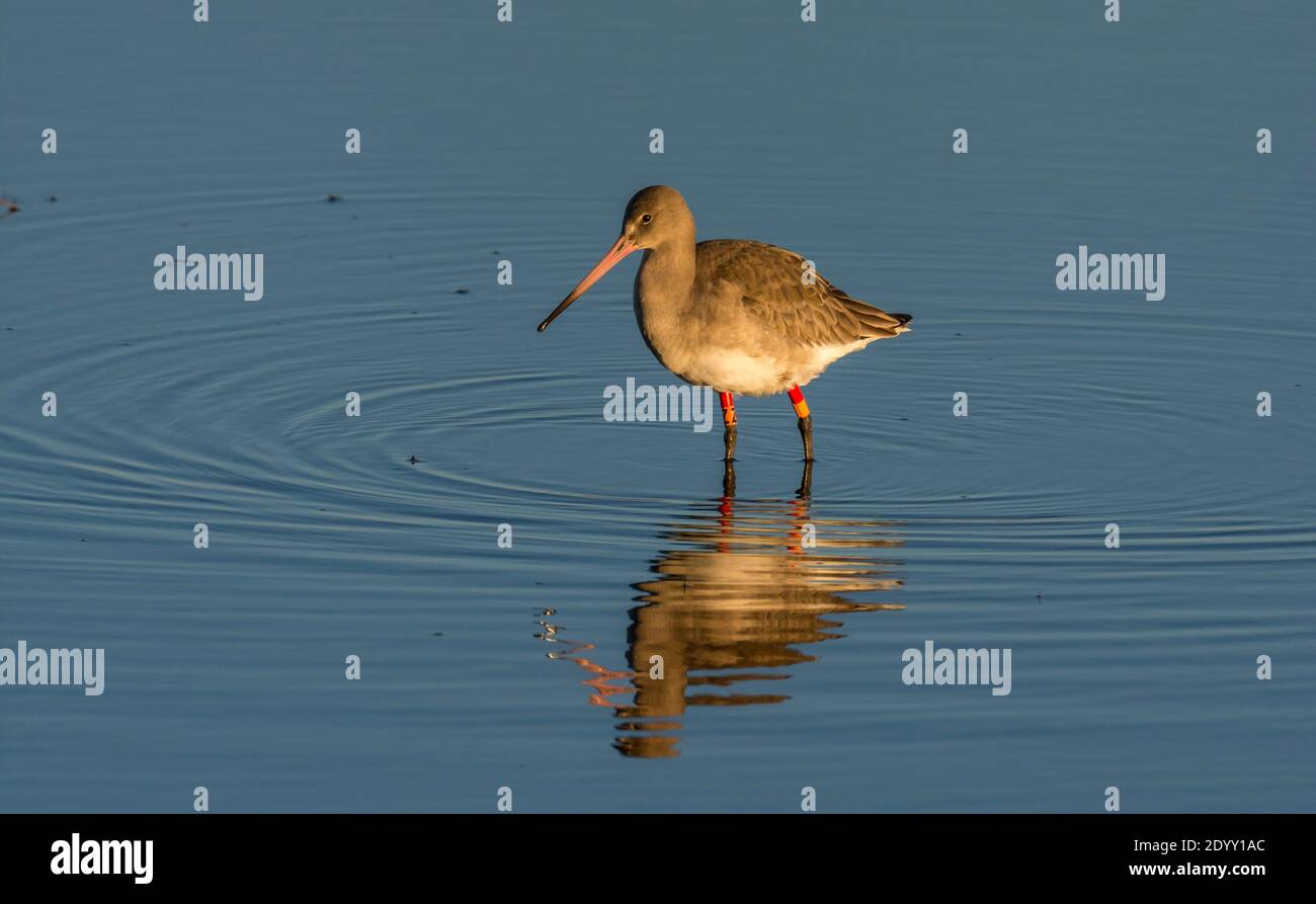 Colour Ringed Black-Tailed Godwit, RSPB Titchwell Marsh Nature Reserve, Norfolk, England Stockfoto