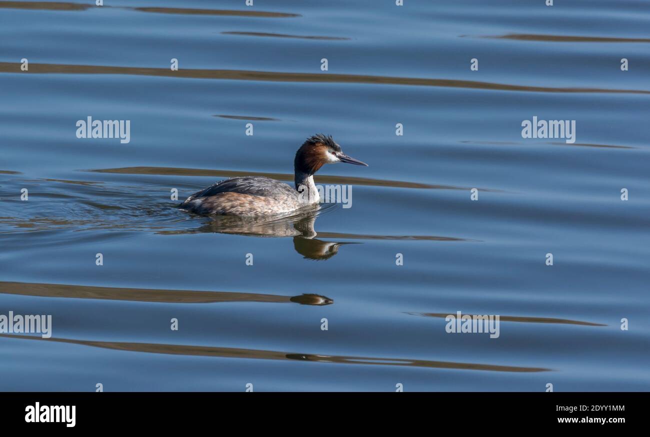 Great Crested Grebe Schwimmen, Attenborough Nature Reserve, Nottinghamshire Stockfoto