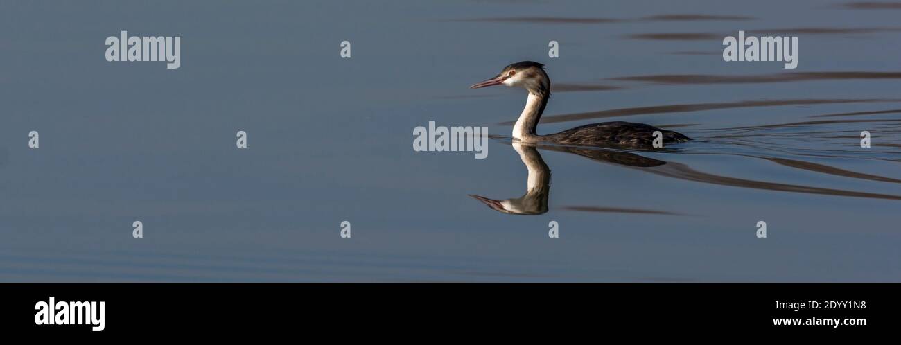Great Crested Grebe Schwimmen, Attenborough Nature Reserve, Nottinghamshire Stockfoto