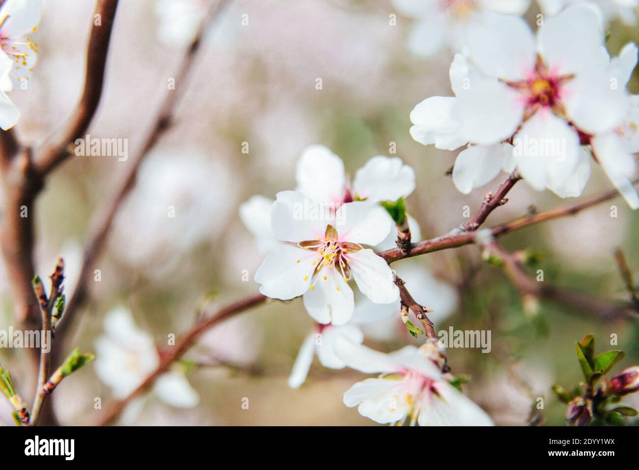 Rosa Blüte im Frühling Kirschgarten mit selektivem Fokus Stockfoto