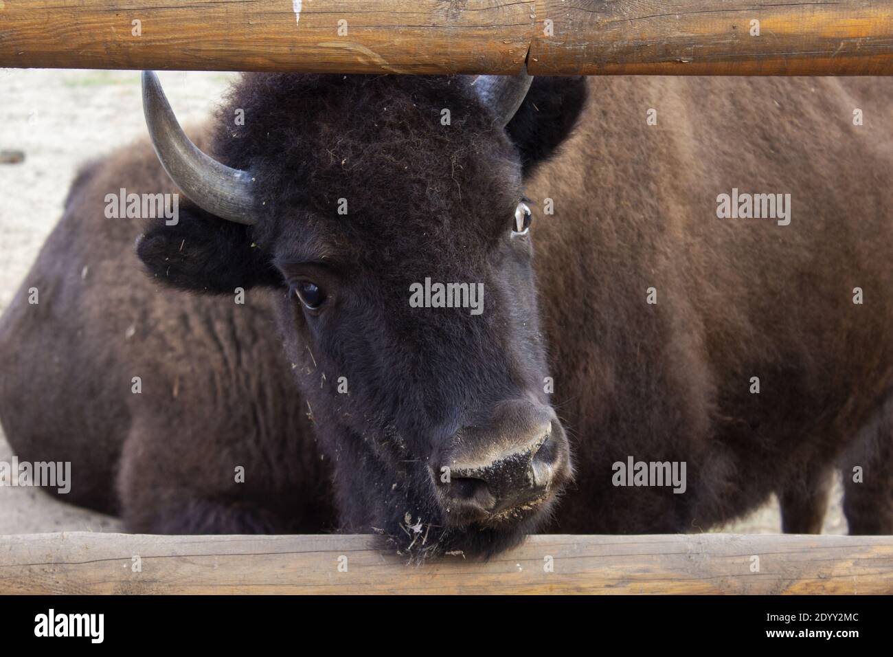 Büffel aus nächster Nähe, Blick auf einen Stier. Hochwertige Fotos Stockfoto