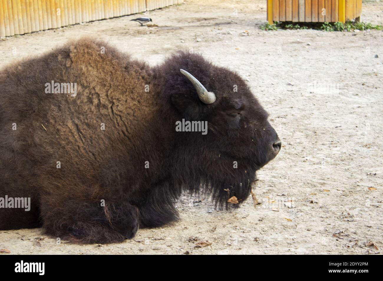 Büffel aus nächster Nähe, Blick auf einen Stier. Hochwertige Fotos Stockfoto