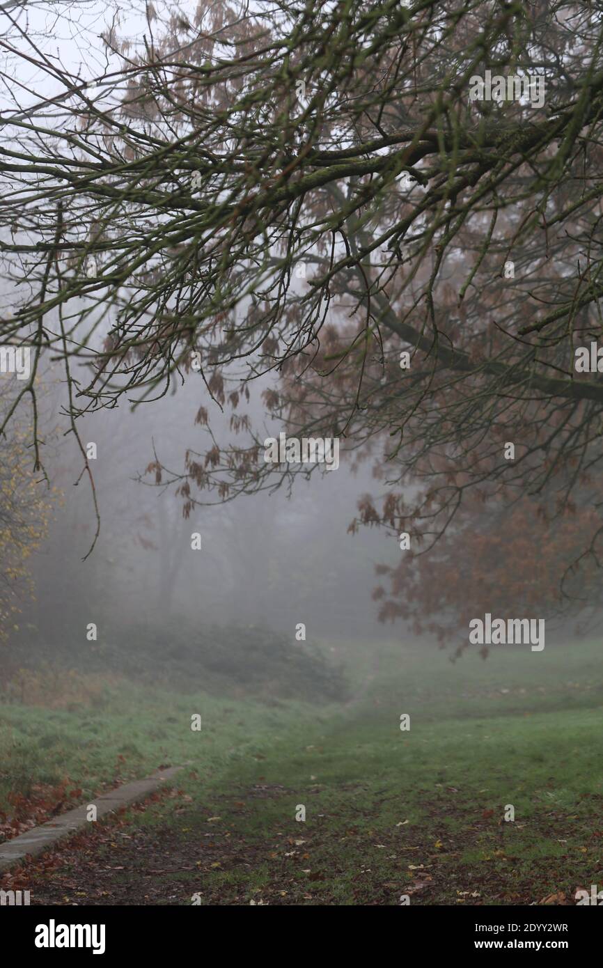 Misty Winters Day 2020 saisonales wildes Laub und Bäume, die absterben, zeigen die wahre Schönheit des Endes einer Pflanzenblüte vor der Regeneration. Stockfoto