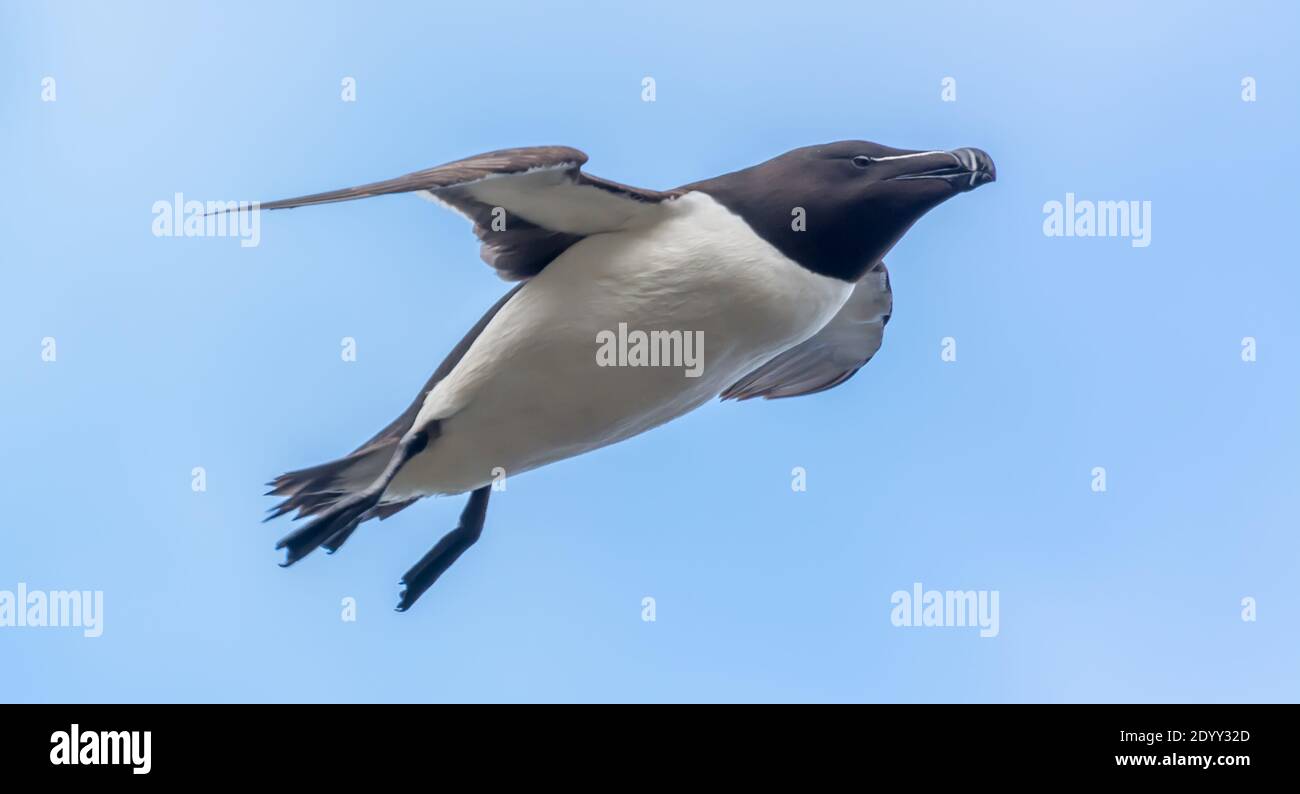 Razorbills Alca torda Flying, Shiant Isles, Schottland Stockfoto