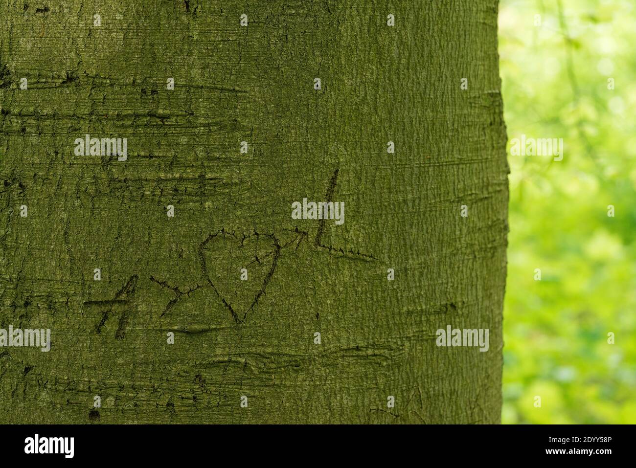 Buchstaben und ein Herz in die Rinde von a geschnitzt Grünes Baumkonzept für Liebe und Nähe Stockfoto