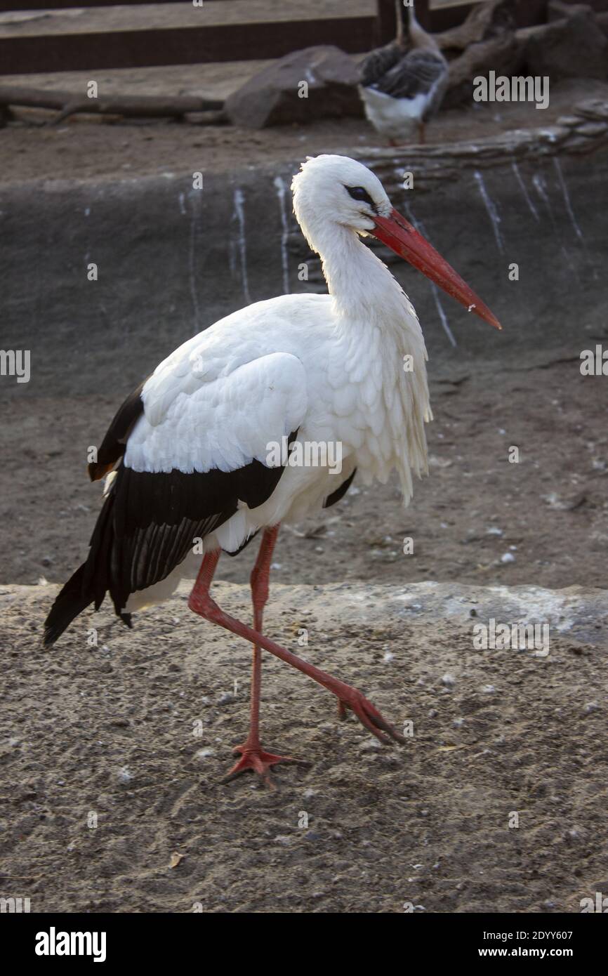 Weißstorch mit rotem Schnabel steht auf einem Bein. Hochwertige Fotos Stockfoto