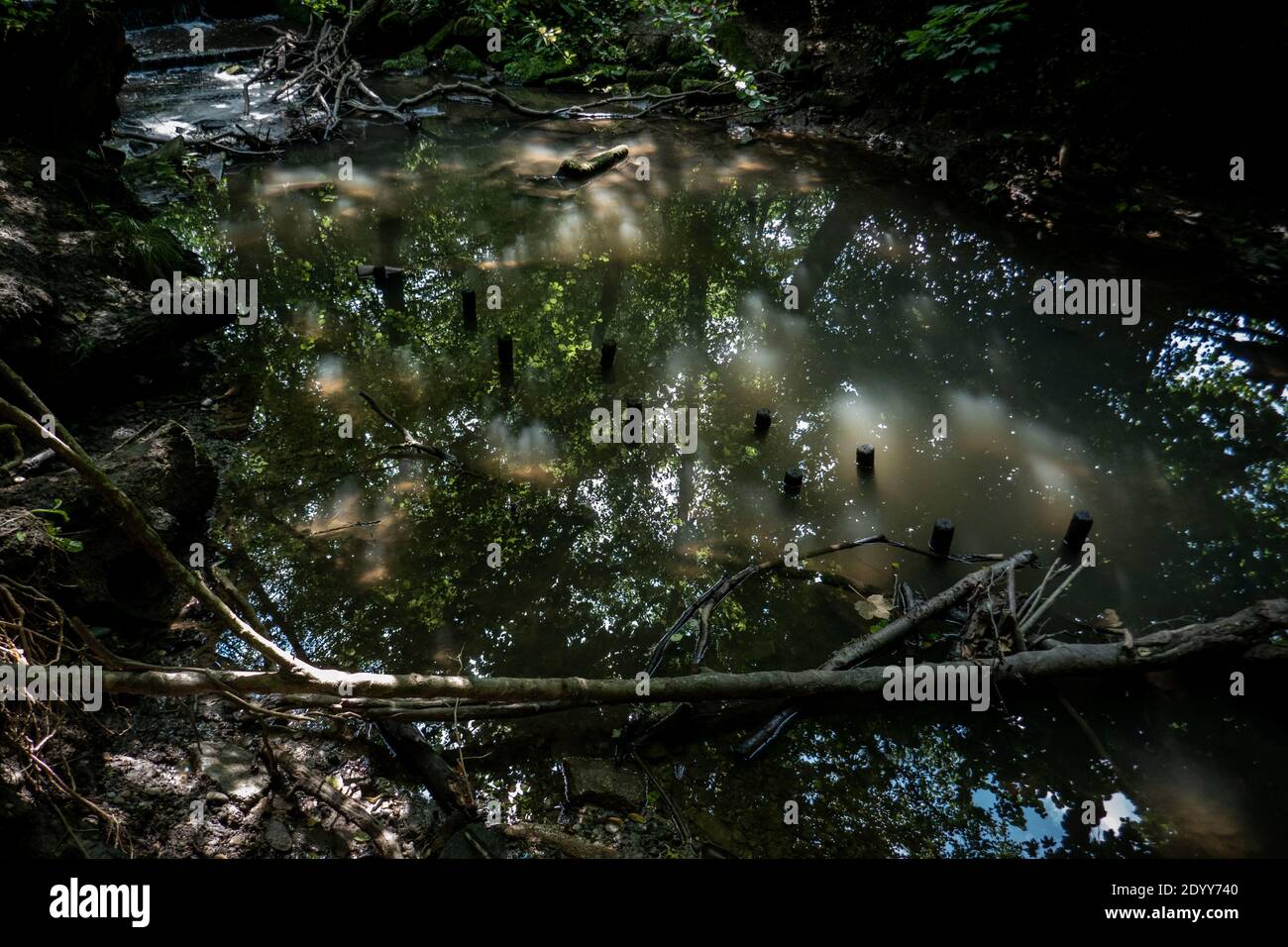 Wald Landschaft Stockfoto