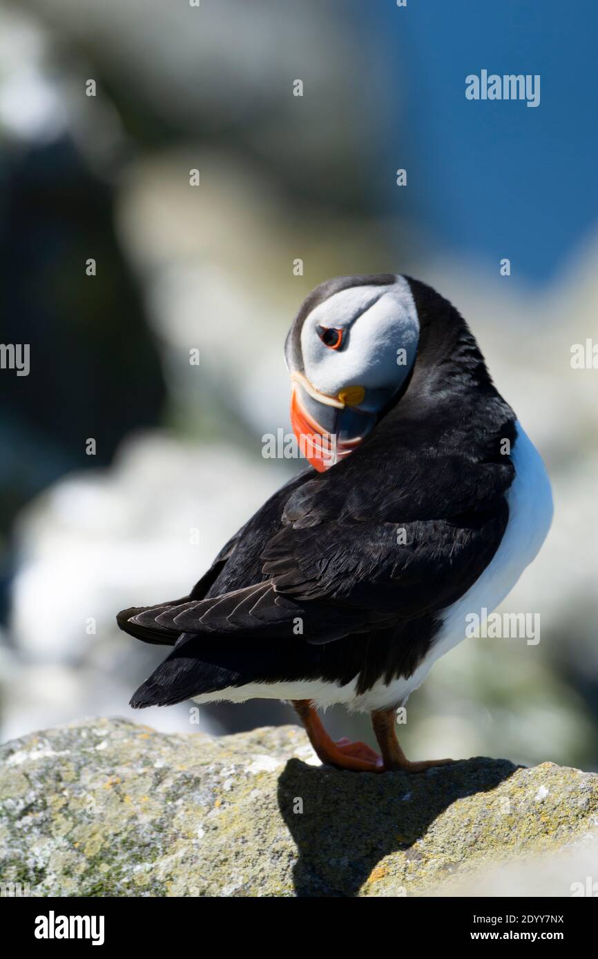 Puffin Fratercula arctica, Preening, Shiant Isles, Schottland Stockfoto