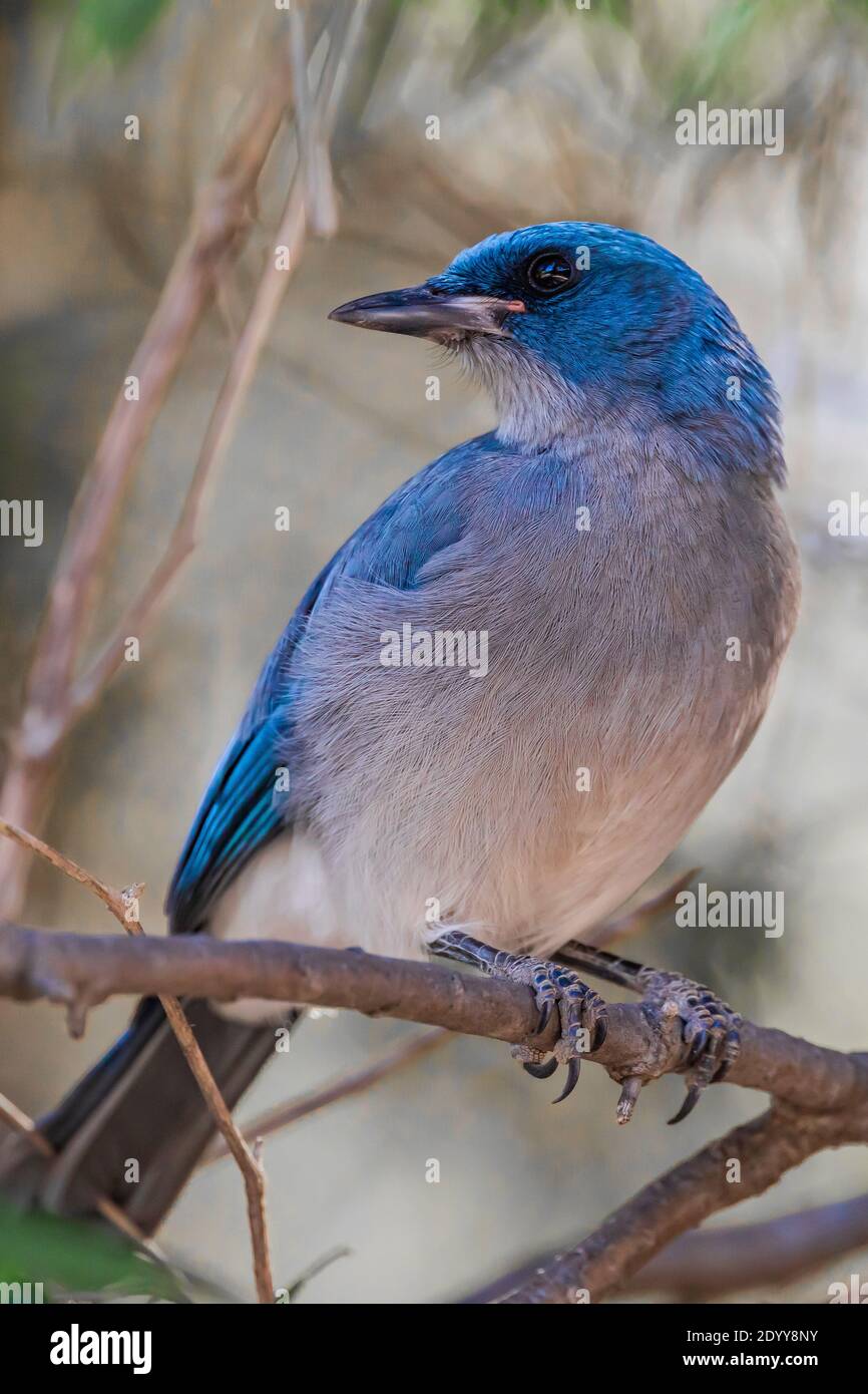 Mexikanischer Jay, Aphelocoma wollweberi, Nahrungssuche im Wald des Chiricahua National Monument, Arizona, USA Stockfoto