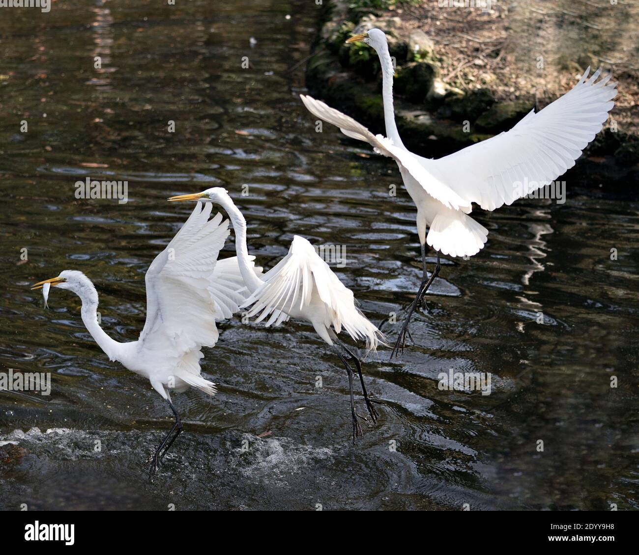 Große weiße Reiher Vögel Nahaufnahme Profil Blick über das Wasser fliegen mit ausgebreiteten Flügeln mit einem Wasser Hintergrund und ein Vogel mit einem Fisch im Schnabel. Engel. Stockfoto