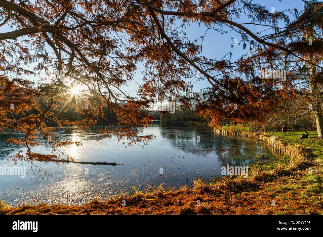 Lietzensee in Berlin-Charlottenburg im Dezember 2020 , Gegenlicht, Ufer, Baeume, Berlin, Deutschland Stockfoto
