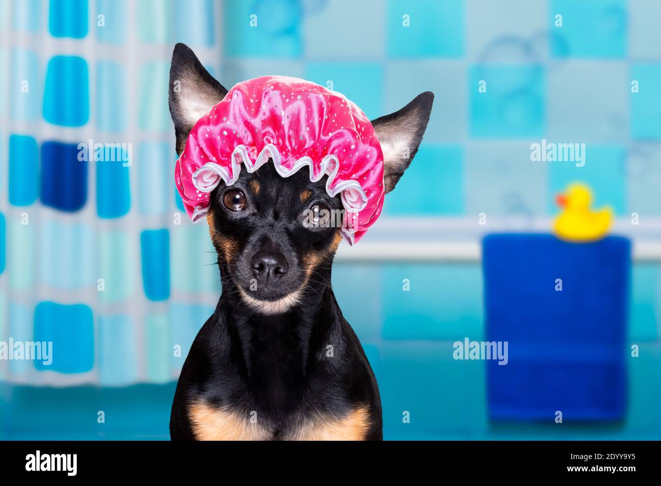 prag Ratter Hund unter der Dusche mit Kappe, in der Badewanne, Waschen und Reinigen mit Schwamm Stockfoto