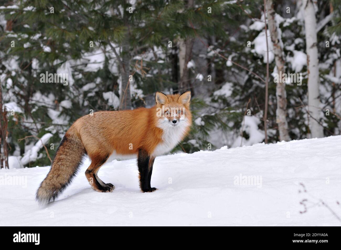 Rotfuchs Nahaufnahme Profil Ansicht in der Wintersaison in seiner Umgebung mit Wald verwischen Hintergrund zeigt buschigen Fuchsschwanz, Fell. Fox-Bild. Bild. Stockfoto