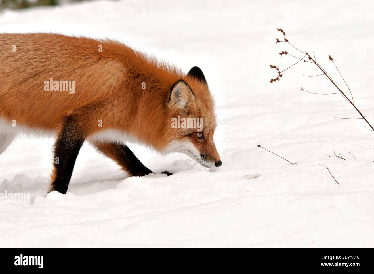 Rotfuchs Nahaufnahme Profilansicht in der Wintersaison Nahrungssuche in seiner Umgebung und Lebensraum. Fox-Bild. Bild. Hochformat. Fox Stockfoto. Kopfschuss. Stockfoto