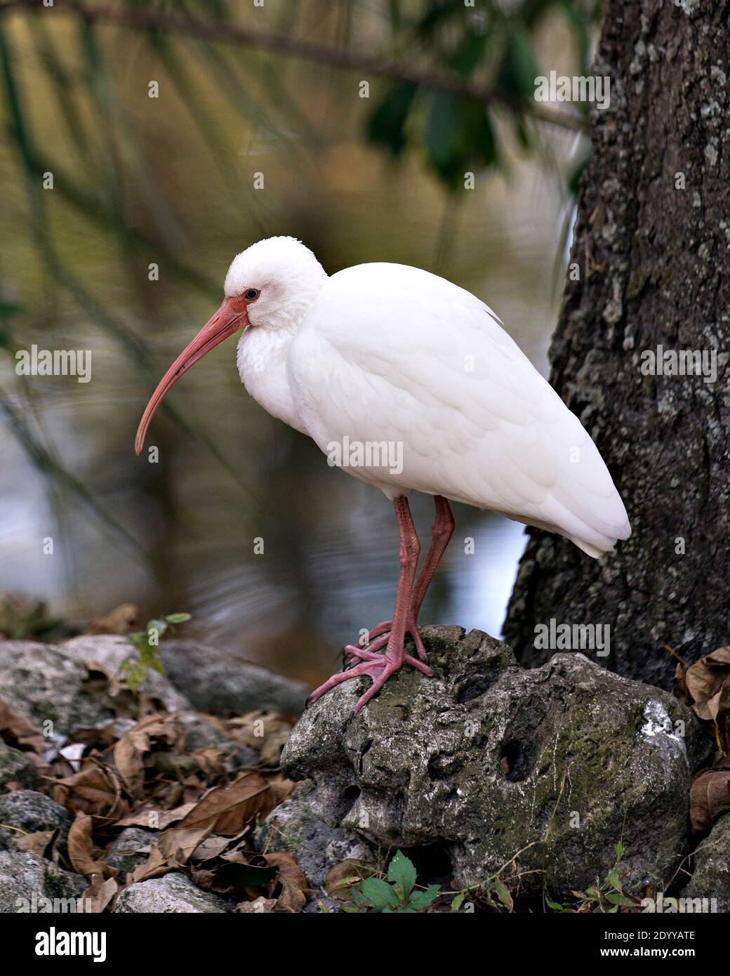 White Ibis Nahaufnahme Profil Blick am Wasser auf einem Moosgestein mit verschwommenem Hintergrund in seiner Umgebung und Lebensraum stehen. Ibis-Bild. Bild. Foto Stockfoto White Ibis Nahaufnahme Profil Blick am Wasser auf einem Moosgestein mit verschwommenem Hintergrund in seiner Umgebung und Lebensraum stehen. Ibis-Bild. Bild. Foto Stockfoto