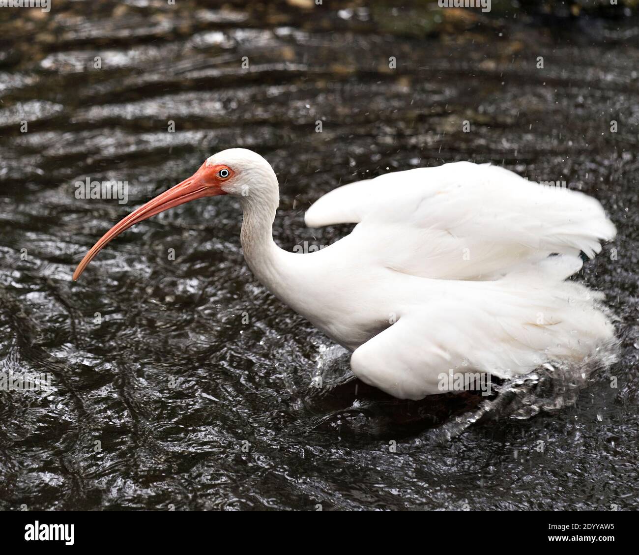 White Ibis Nahaufnahme Profilansicht im Wasser mit seinen ausgebreiteten Flügeln und Spritzwasser in seiner Umgebung und Lebensraum. Stockfoto